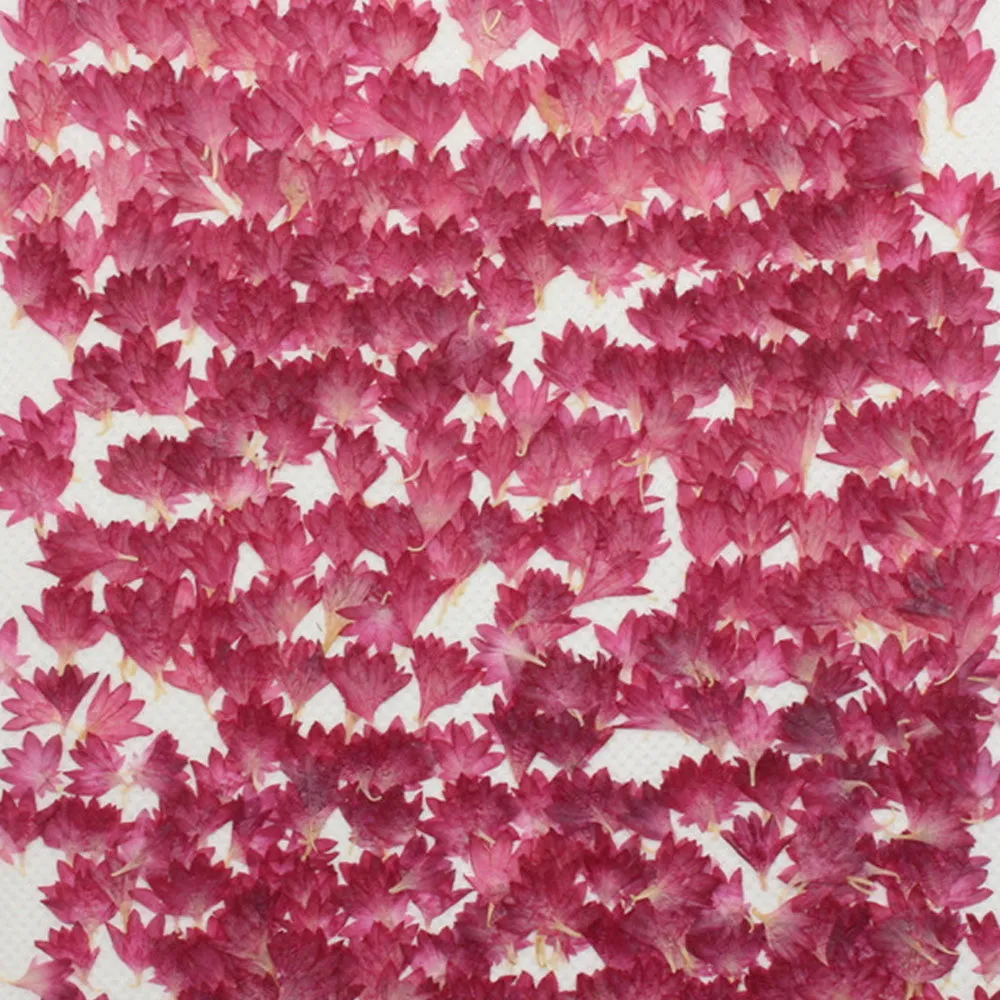1-2.5CM Centaury Pressed Flower Crafts Real Flowers Dried flower Handmade pendant materials 12pcs