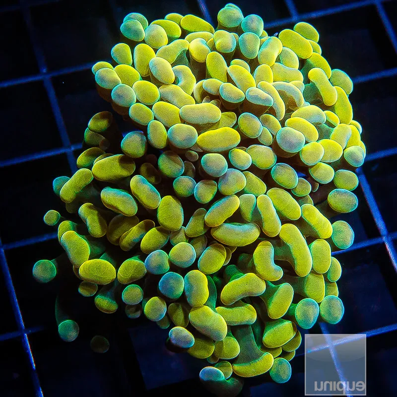 Euphyllia paraancora sp. Unique Corals Golden Rainbow Branching Hammer Triple Head- WYSIWYG Frag Euphyllia