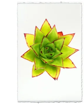 Succulent #9 Print